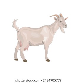 White domestic female goat side view. Farm animal. Vector illustration isolated on a white background