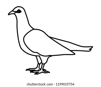 White dove bird