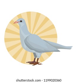 White dove bird