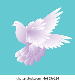 White dove in a blue sky