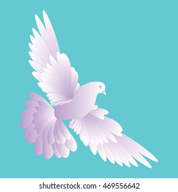 White dove in a blue sky