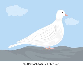 White dove in flat style. Cute bird standing, side view. Modern illustration of urban fauna or city dove. Adorable animal, Peaceful free white pigeon. Colored flat vector illustration isolated