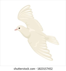 White dove in flight isolated. Vector flying bird with spread wings. Cartoon flat style.
