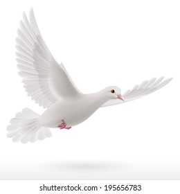 White Dove Flying On White Background Stock Vector (Royalty Free ...