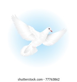 White dove flying in the sky