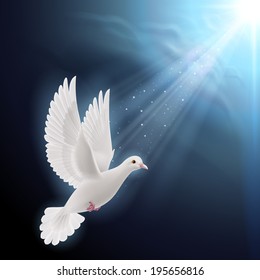 White dove flying in sunlight against dark  blue sky as symbol of peace and hope