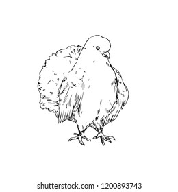 White dove, hand drawn doodle, sketch outline, vector illustration