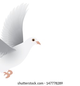 white dove isolated vector