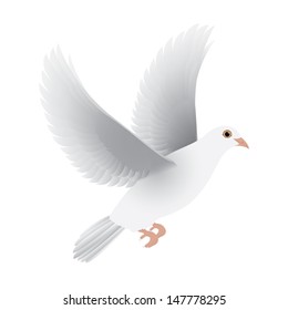 white dove isolated vector
