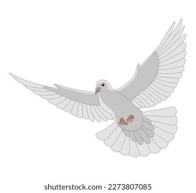 white dove on white background