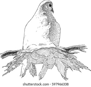 white dove on a branch