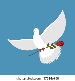 White dove and red rose. Beautiful bird carries red flower. Flying pigeon
