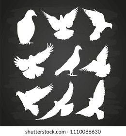 White dove silhouette set on blackboard. Illustration bird pigeon vector collection