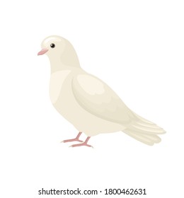 White dove sitting isolated. Vector flat illustration. Cartoon bird.