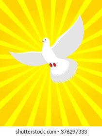 White Dove in sunny radiance. Divine light and  color of milk bird. flying pigeon is symbol of human soul 