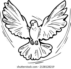 White dove is symbol of peace, hope, love in the world. Flying pigeon like holy spirit brings freedom, joy, grace. Hand drawn retro vintage vector illustration. Old style comics cartoon line drawing.