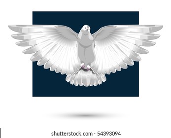 white dove, vector