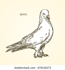 White dove. Vintage style. Vector illustration.