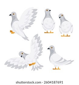 White doves flapping wings and standing still in different positions