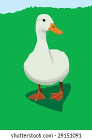 White duck