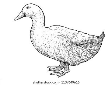 White duck illustration, drawing, engraving, ink, line art, vector