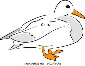 White duck, illustration, vector on white background.