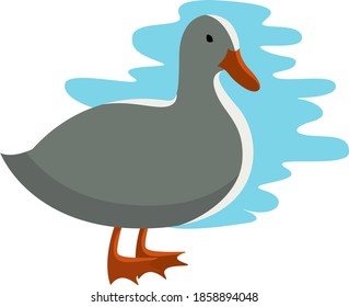 White duck, illustration, vector on white background