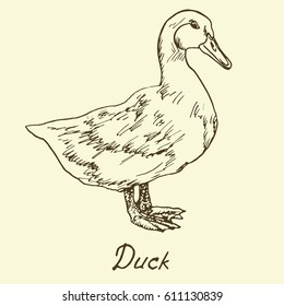 White duck standing, sketch in pop art style, isolated vector illustration