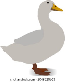 white duck in vector model illustration