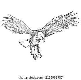white eagle bird drawing on white background