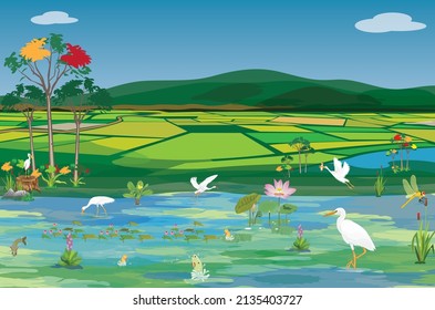 The white egret feeds on fish in fertile swamps,paddy field vector design