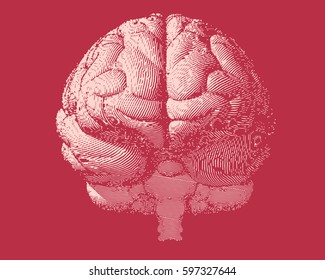 White engraving brain illustration in front view on red  background color