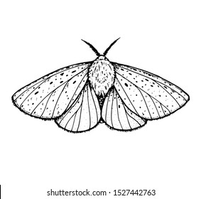 1,073 Ermine moth Images, Stock Photos & Vectors | Shutterstock