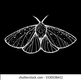 White ermine moth hand drawn vector illustration. Spilosoma lubricipeda butterfly. Engraving illustration. Sketch design. 