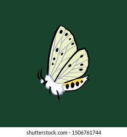 White ermine moth. Illustration of a white moth on a green background.