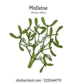 White or European mistletoe (Viscum album), ornamental and medicinal plant. Hand drawn botanical vector illustration