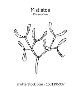 White or European mistletoe (Viscum album), ornamental and medicinal plant. Hand drawn botanical vector illustration