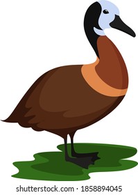 White faced whistling duck, illustration, vector on white background