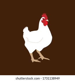 Ilustración vectorial de pollo de granja blanca con fondo marrón
