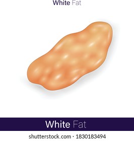 White Fat Tissue Vector Illustration Eps. Human White Adipose Tissue Anatomy . 