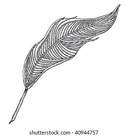 white feather