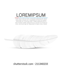 White feather background with shadow. Vector illustration