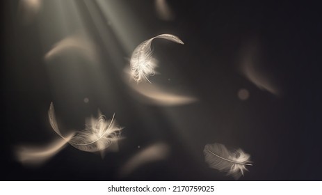 White feathers fly in the sun rays in the dark