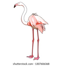 White Flamingo, vector illustration
