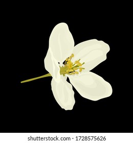 Flor blanca de manzano sobre fondo negro. Ilustración del material vectorial, eps 10.