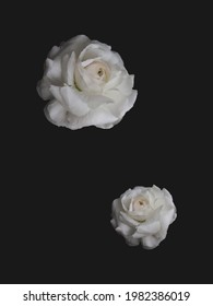 flor blanca con fondo negro