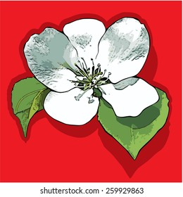 White flower. Blossoming flower apple-tree. Vector illustration. Red, white