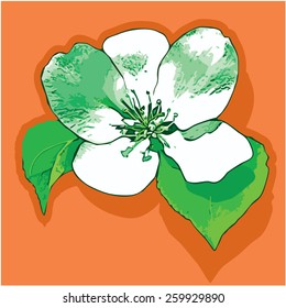 White flower. Blossoming flower apple-tree. Vector illustration. Green, orange