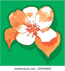 White flower. Blossoming flower apple-tree. Vector illustration. Orange, green