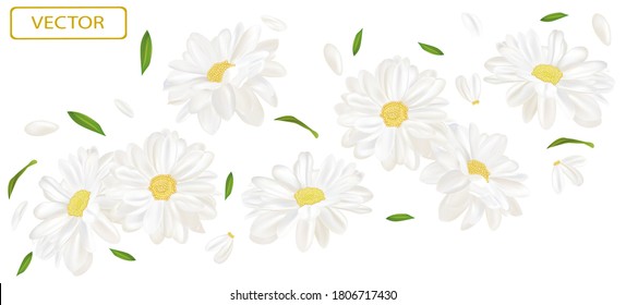 White flower chamomile with green leaf. Blooming chamomile, design for cosmetic product, tea, perfume, essential oil. Beautiful chamomile background. Banner for you health products. 3d vector.